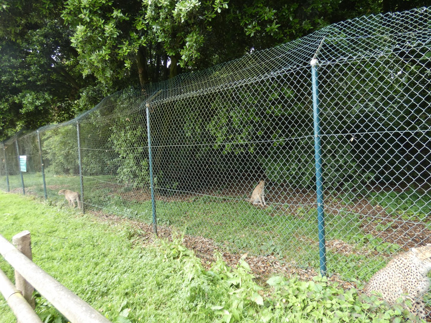 Cheetah enclosure