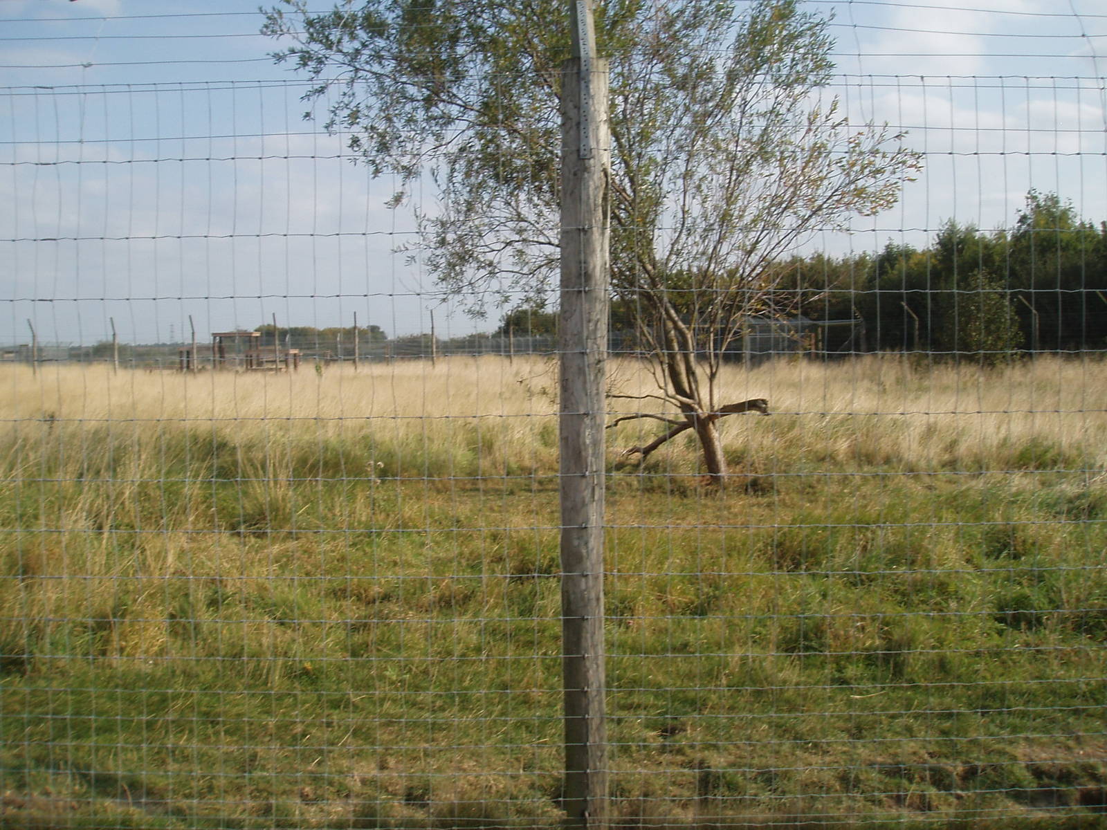 Cheetah enclosure