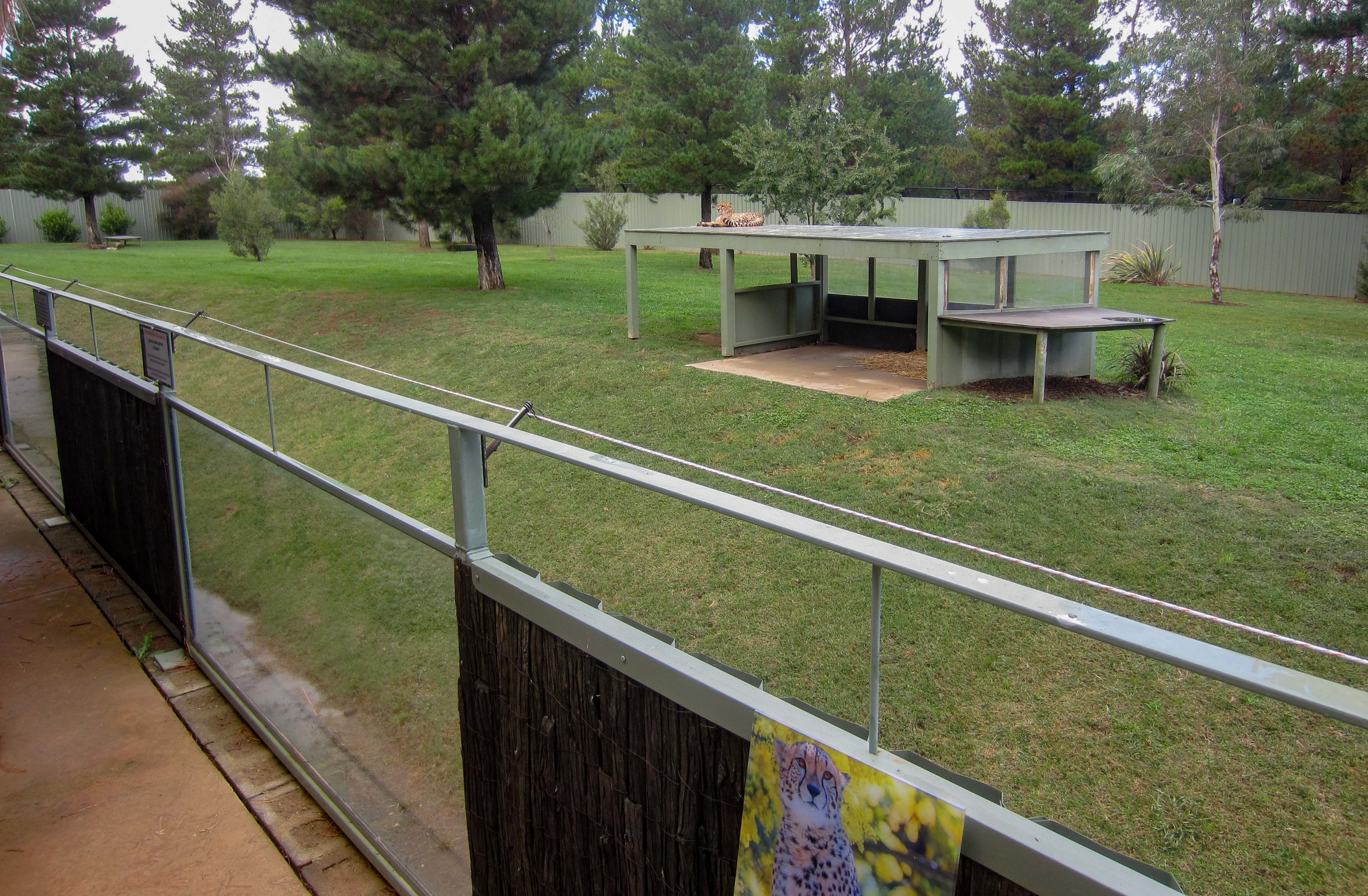 Cheetah enclosure