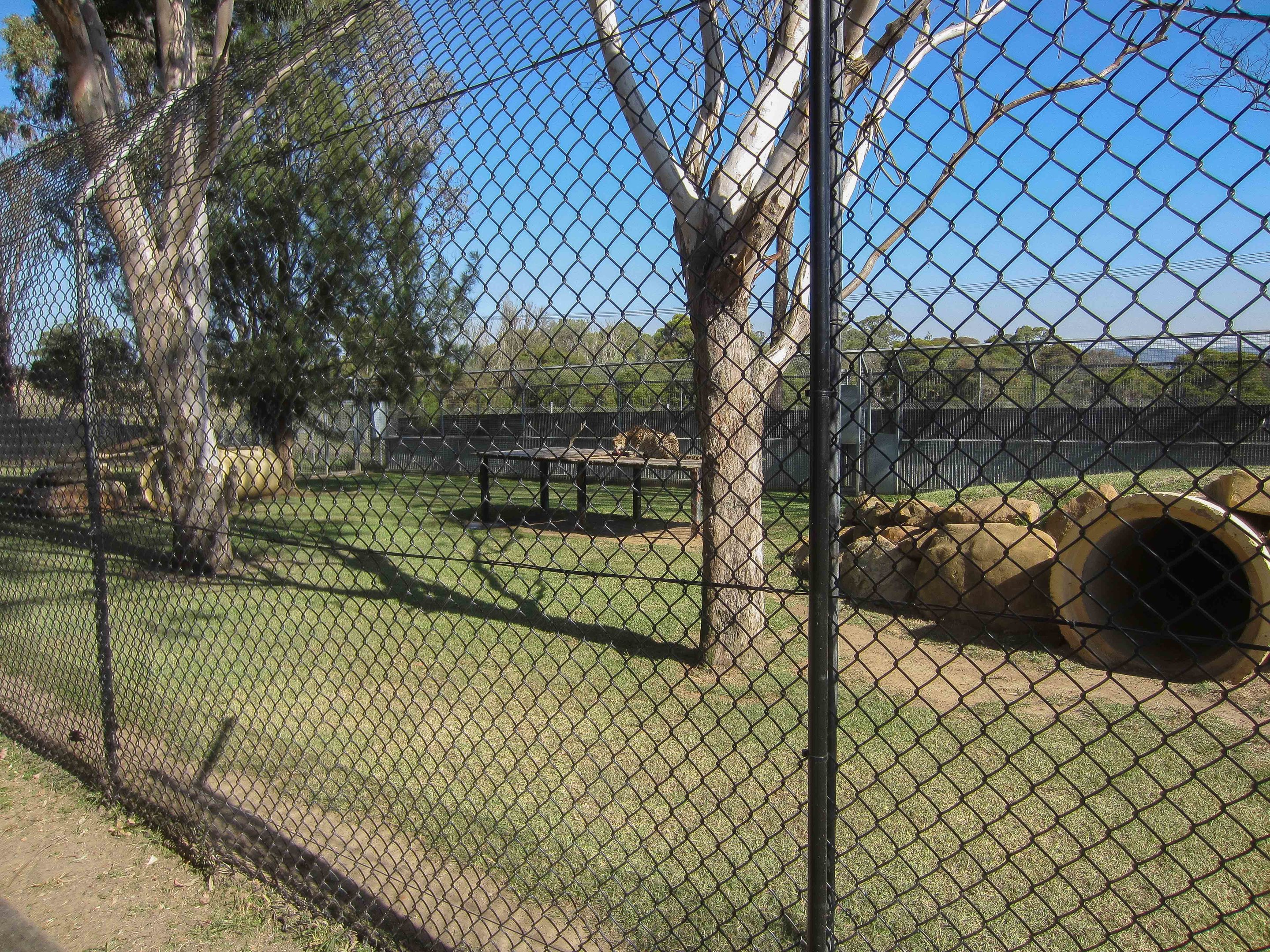Cheetah enclosure