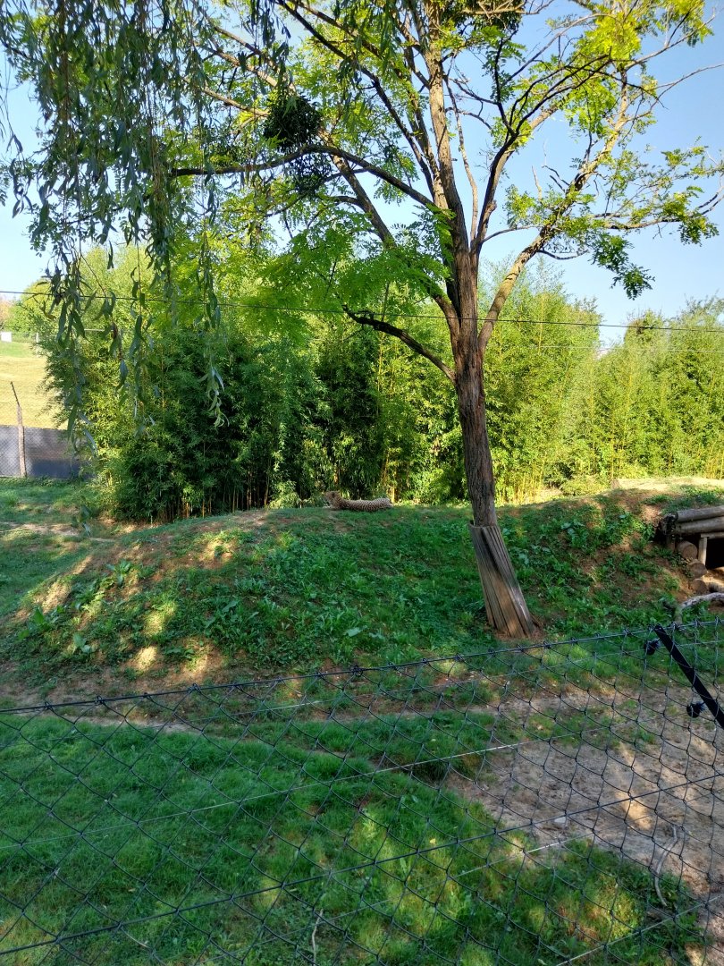Cheetah enclosure
