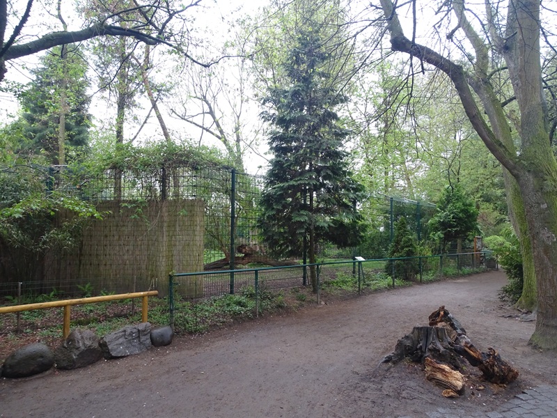 Cheetah enclosure