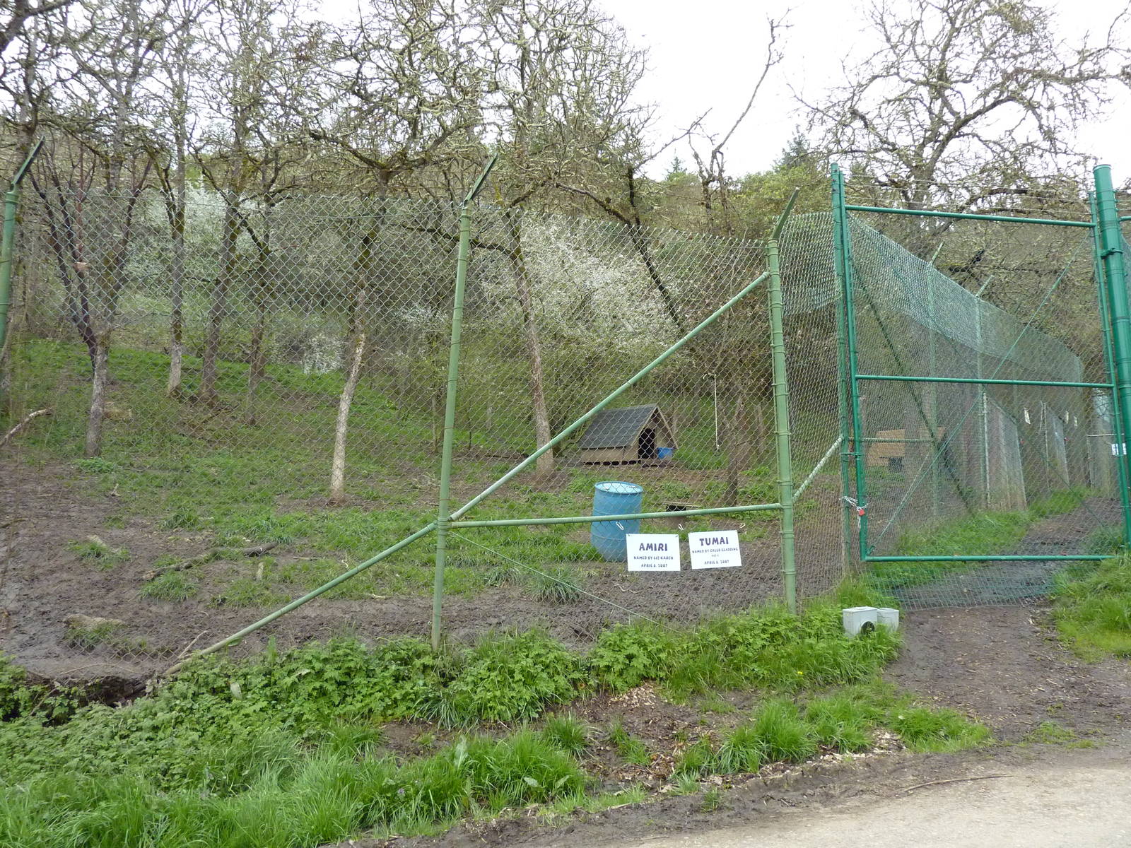 Cheetah Enclosures - 161 Cubs Have Been Born Here