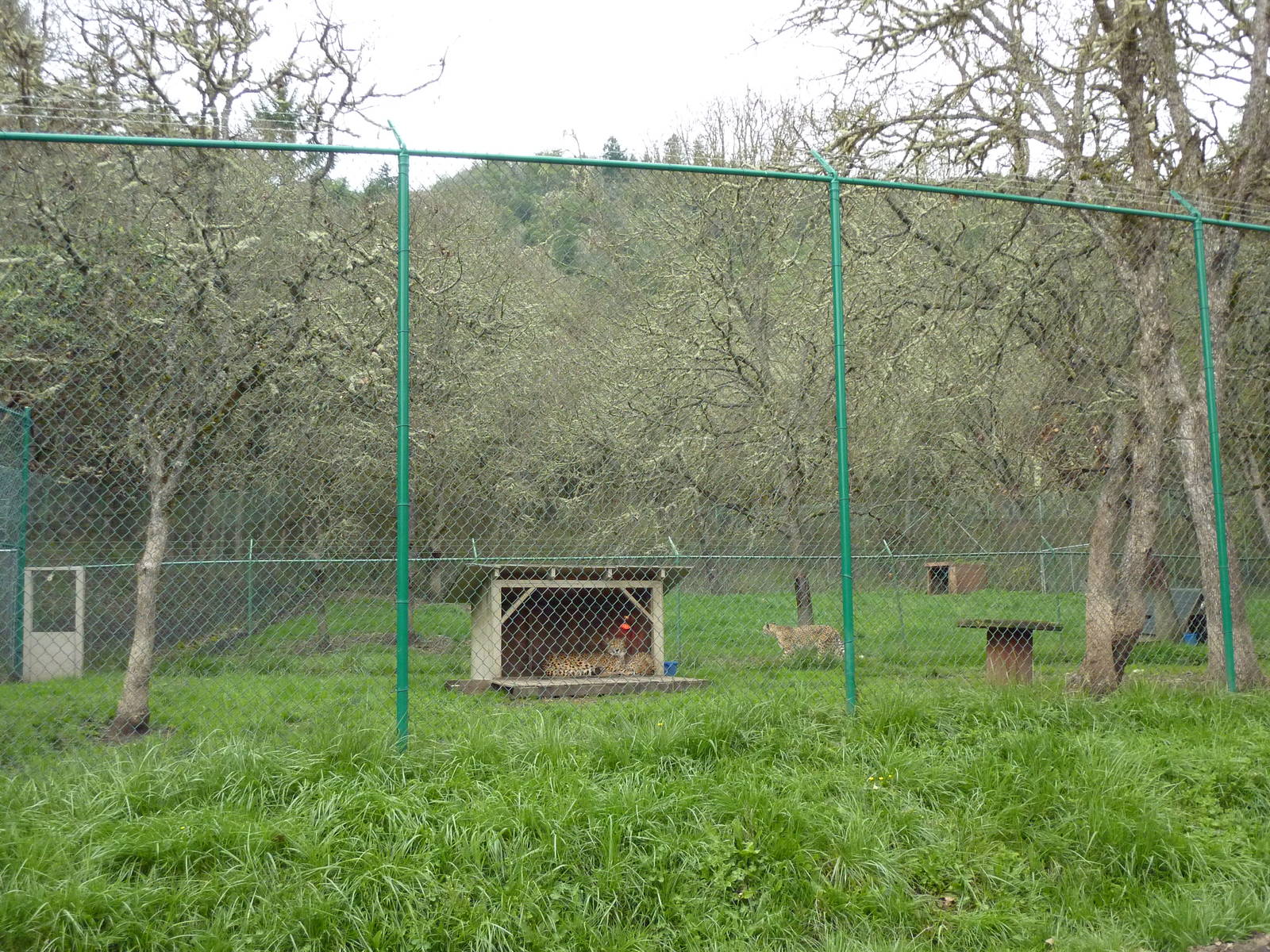 Cheetah Enclosures - 161 Cubs Have Been Born Here