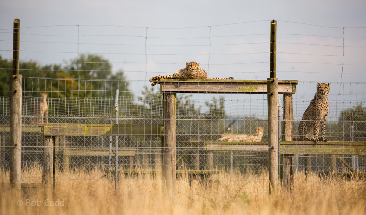 Cheetah (enclosures) : Hamerton : 12 Jul 2015