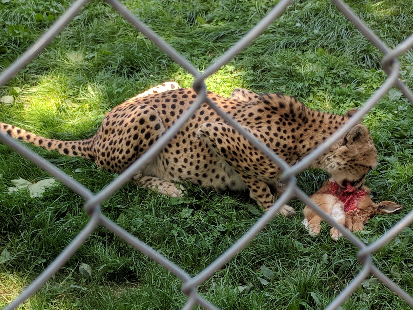 Cheetah enjoys  a Snack