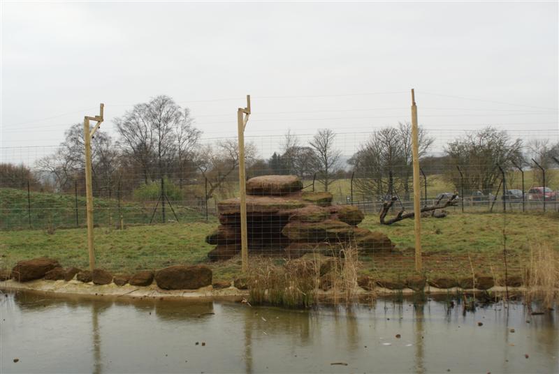 Cheetah exhibit 1 Jan 2009