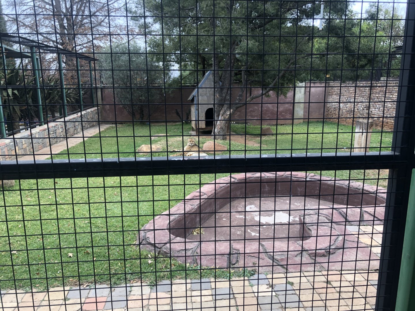 Cheetah exhibit (Acinonyx jubatus)