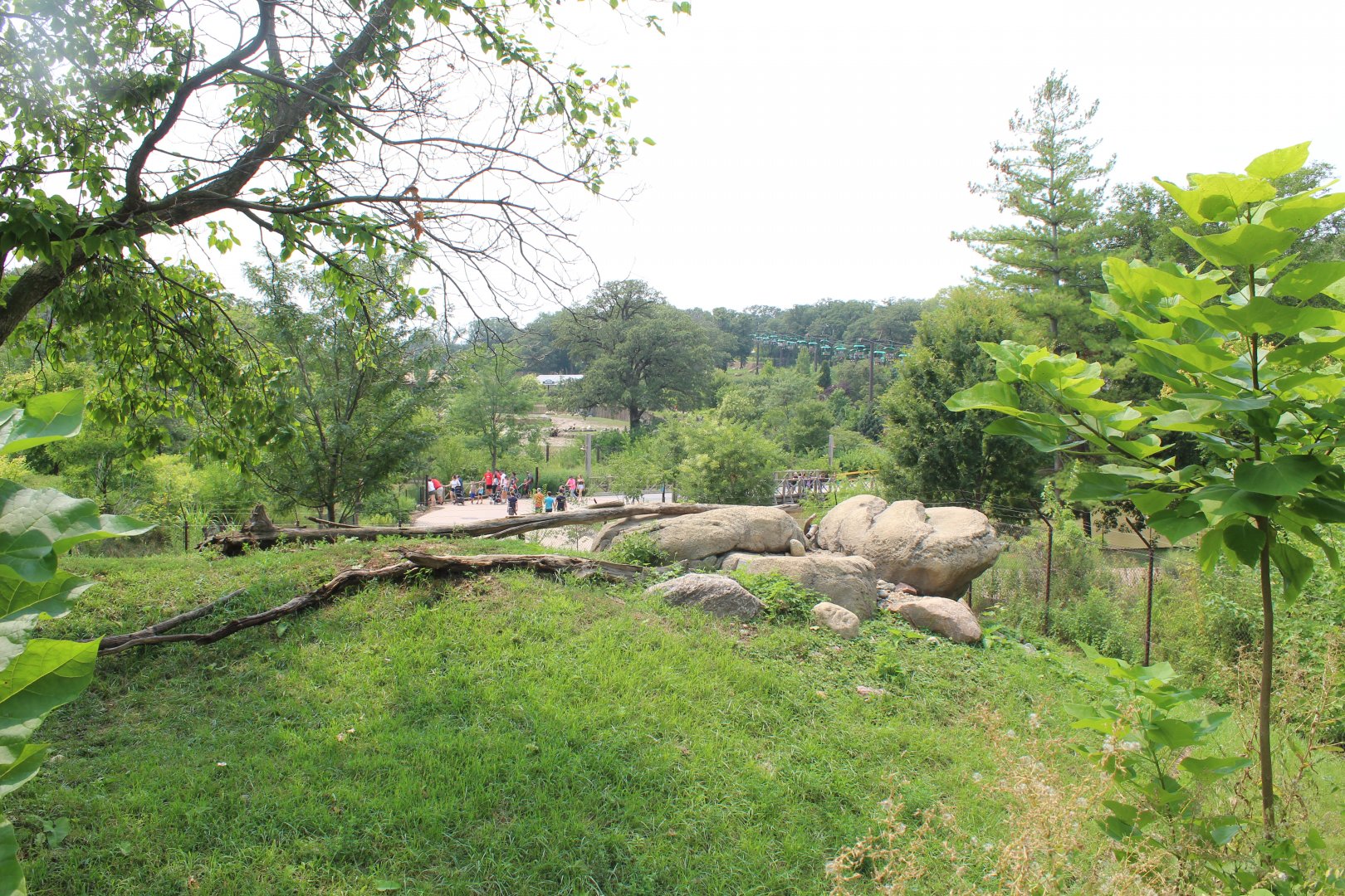 Cheetah Exhibit - African Grasslands