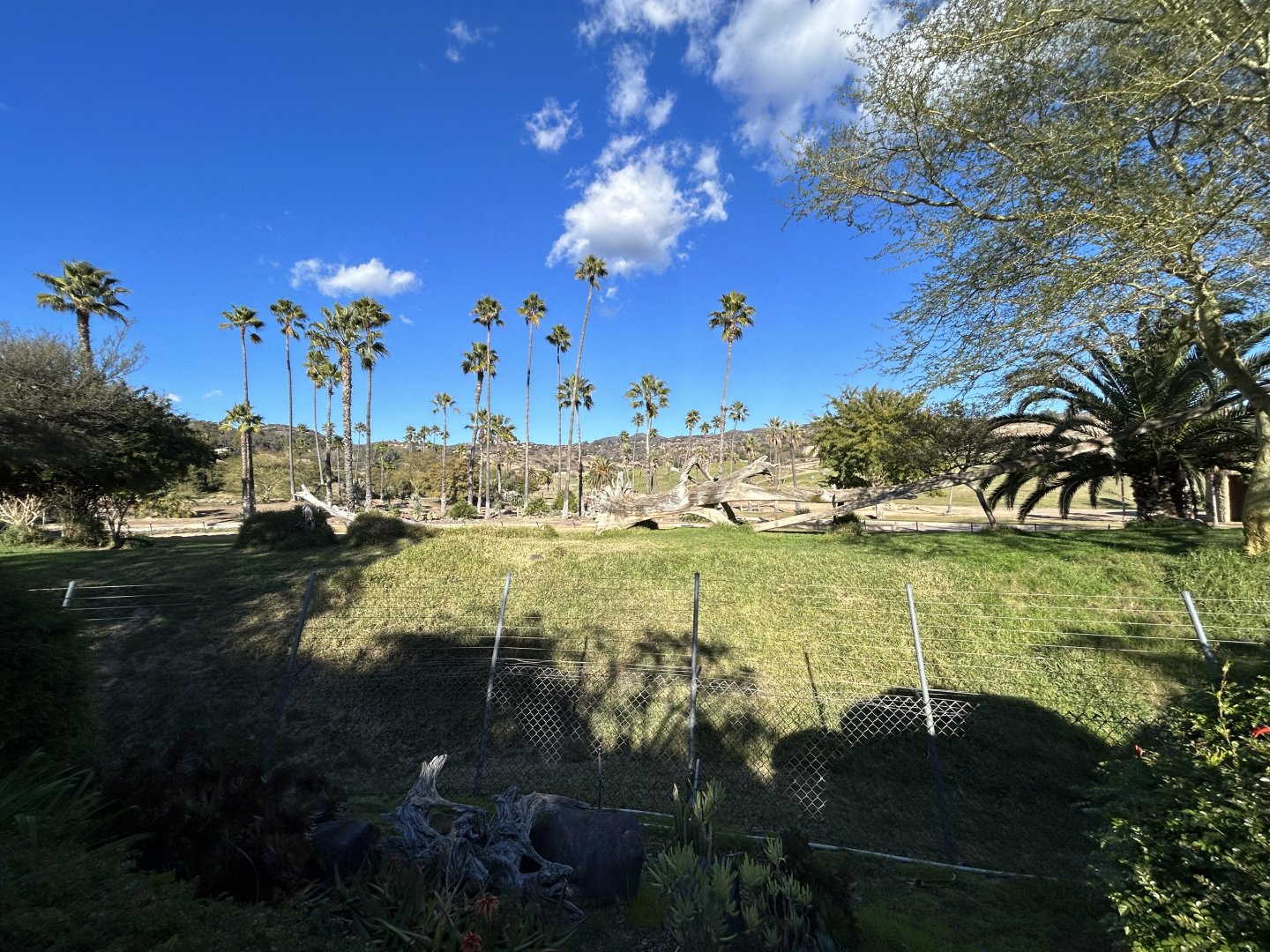Cheetah Exhibit - African Loop