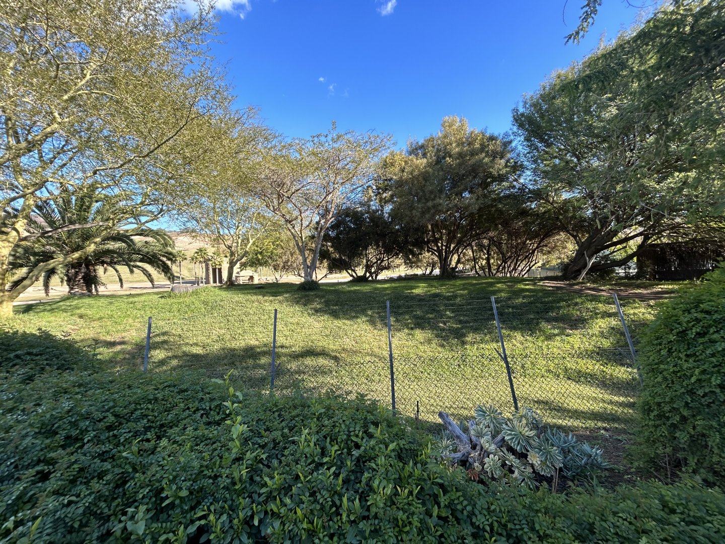 Cheetah Exhibit - African Loop