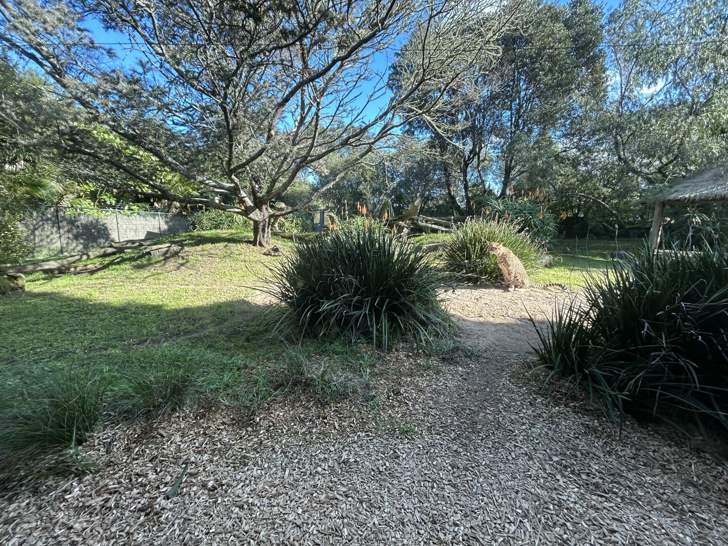 Cheetah Exhibit - African Safari Track