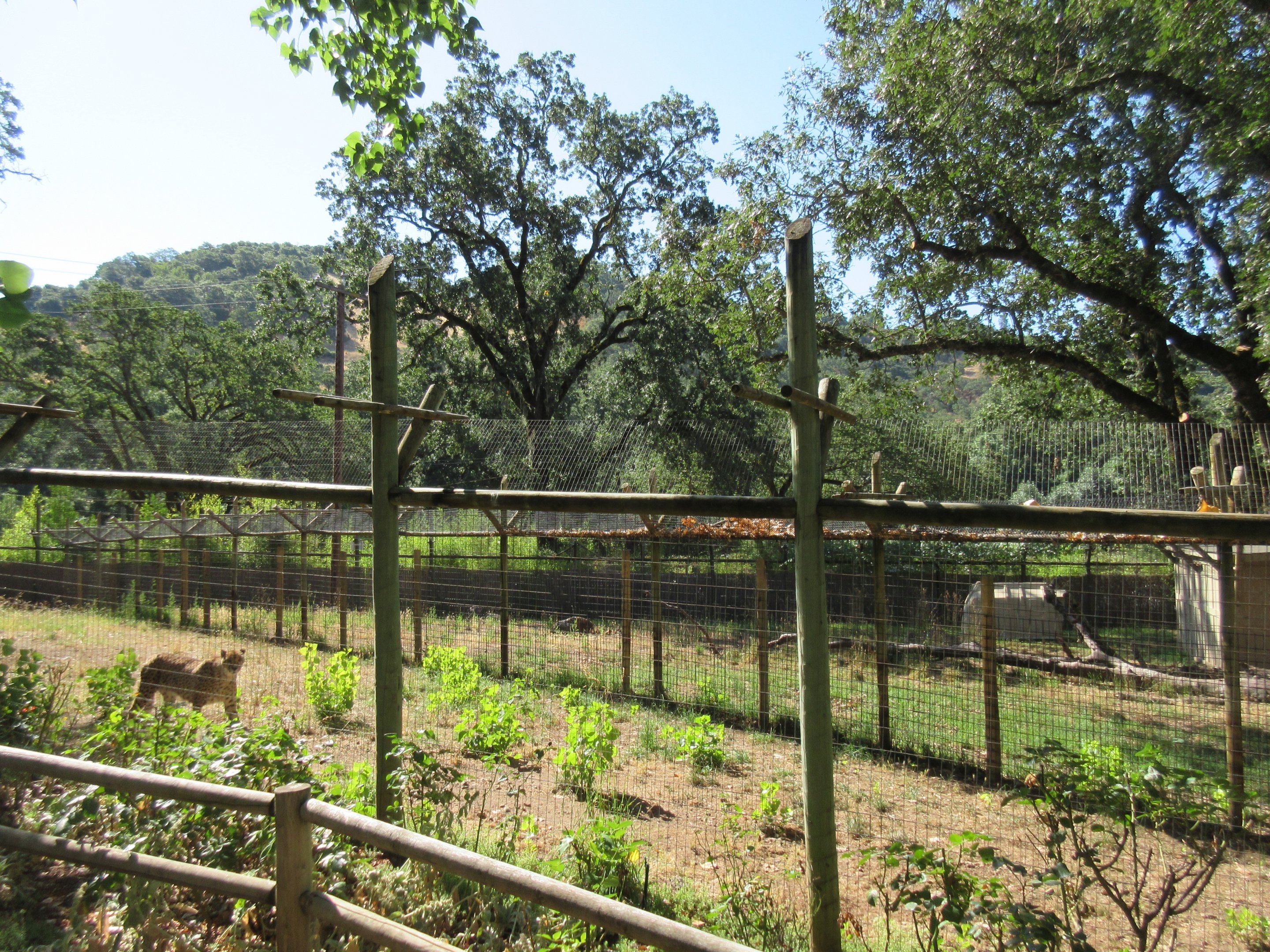 Cheetah Exhibit (an elderly female)