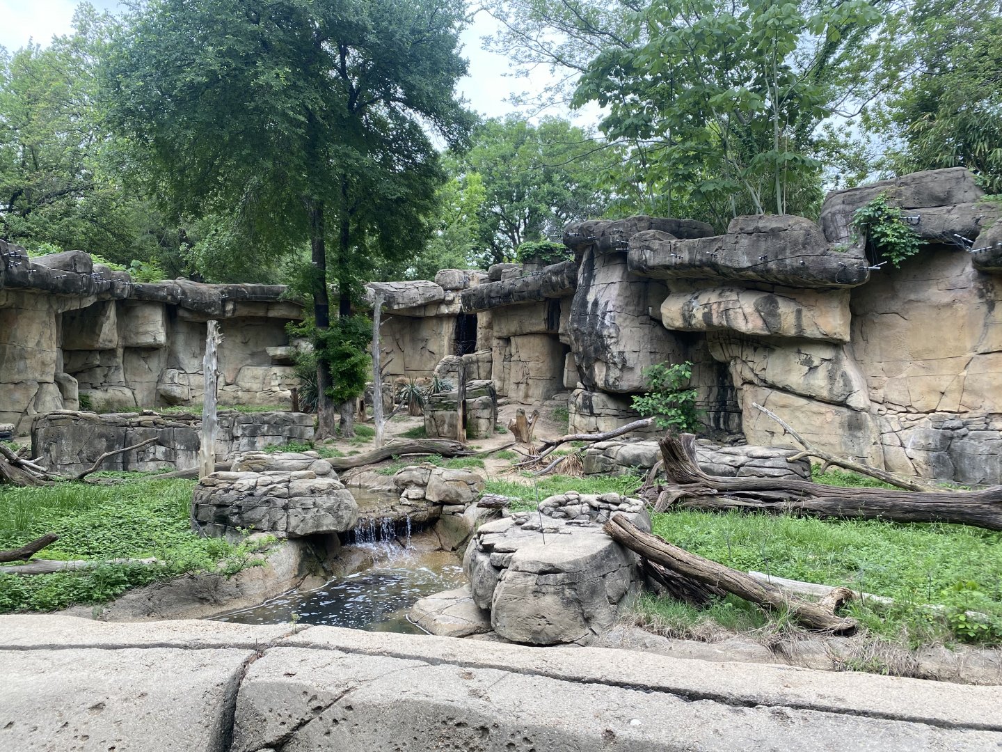 Cheetah exhibit (April 18, 2025)