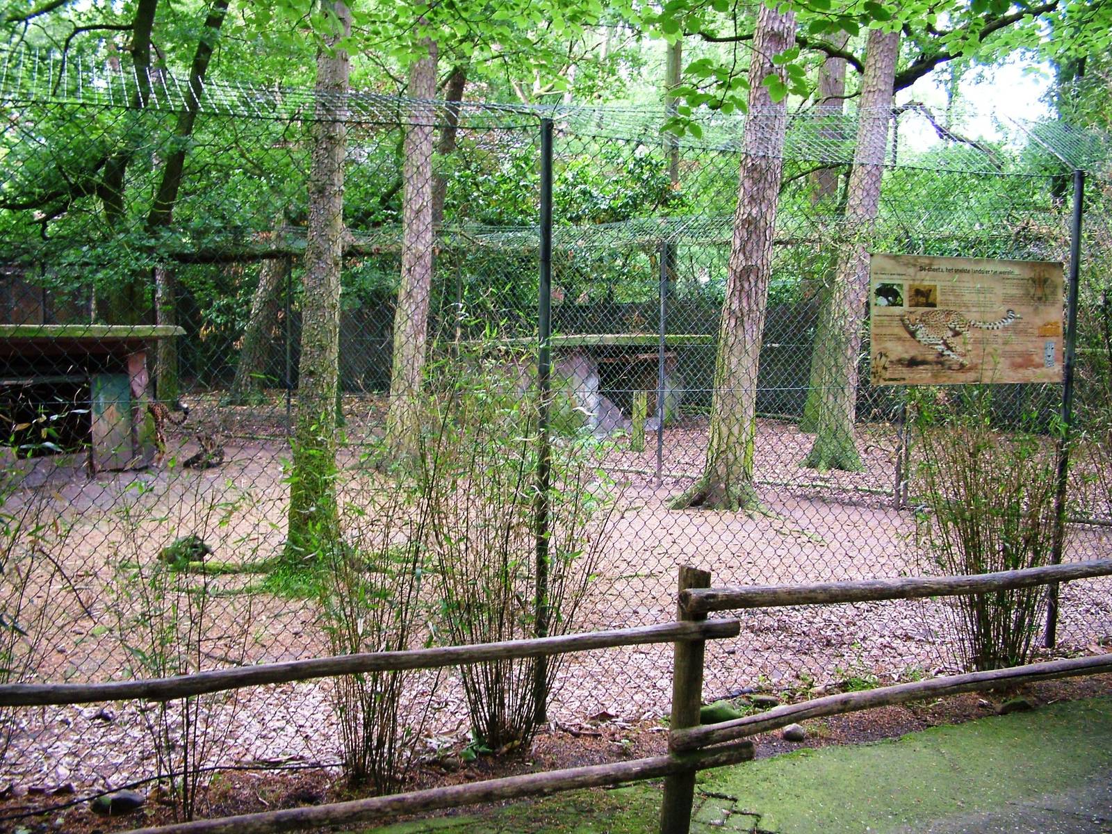 Cheetah Exhibit at Amersfoort, 01/06/12