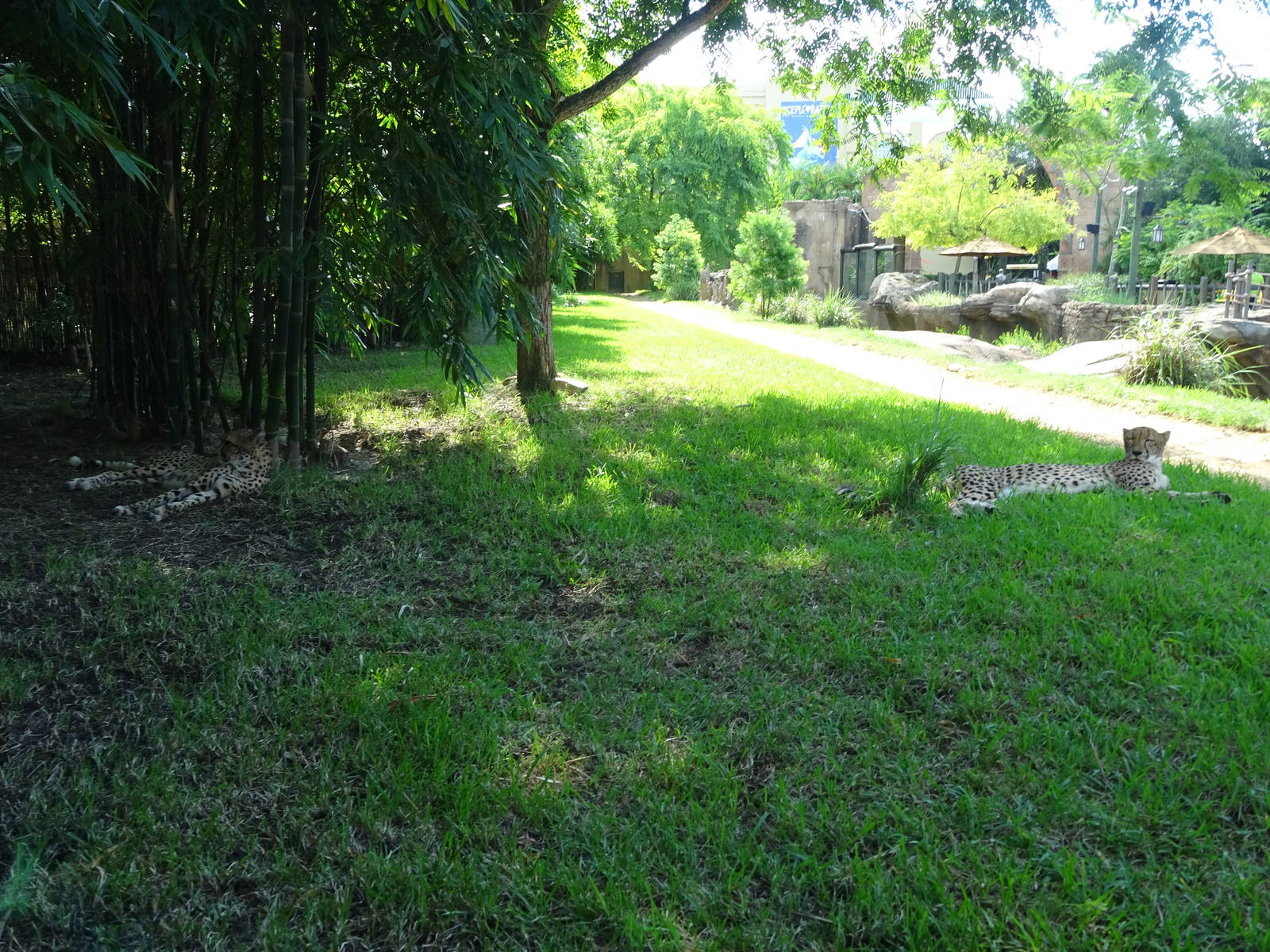 Cheetah Exhibit at Busch Gardens Tampa