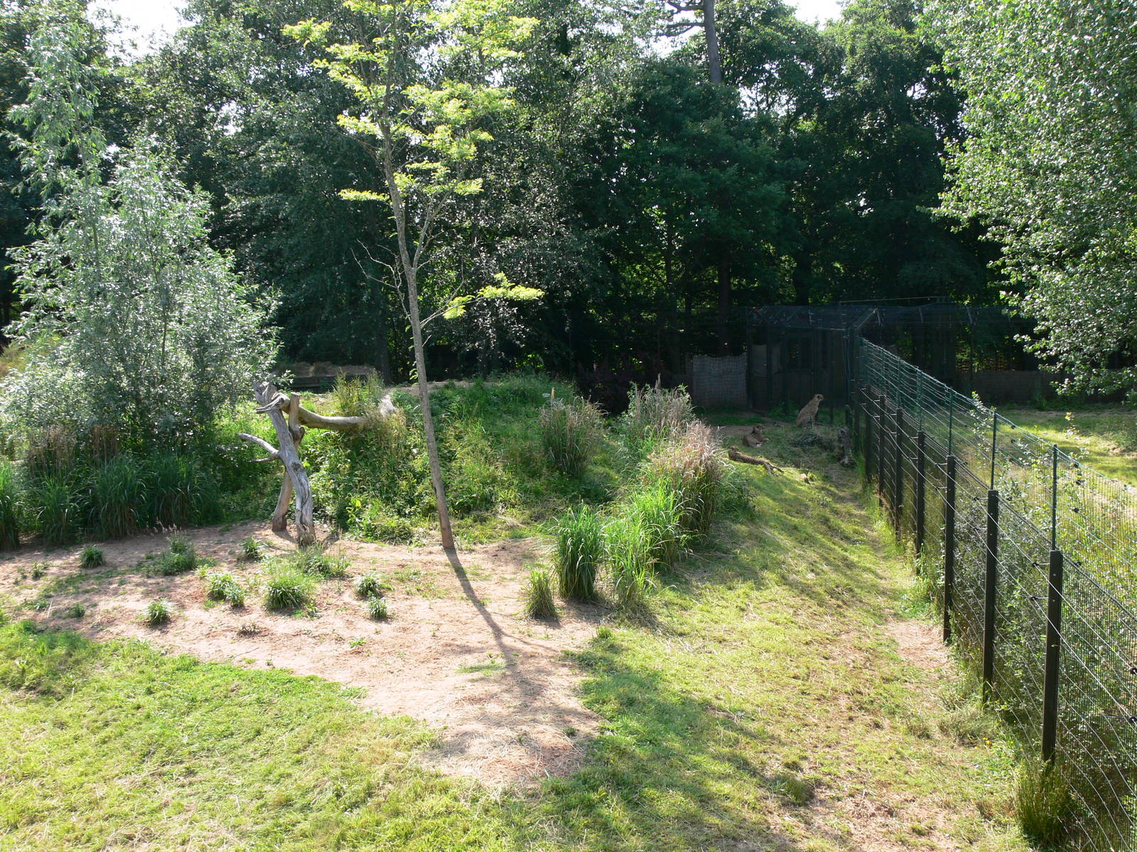 Cheetah exhibit at Chester Zoo, 06/07/13