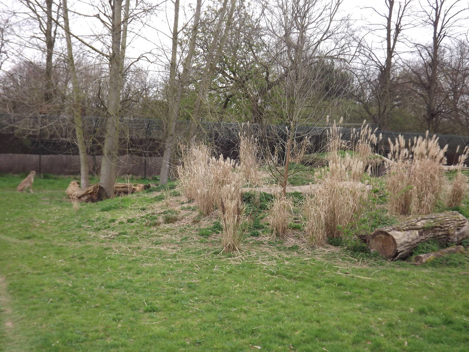 Cheetah exhibit at Chester Zoo 31/03/12