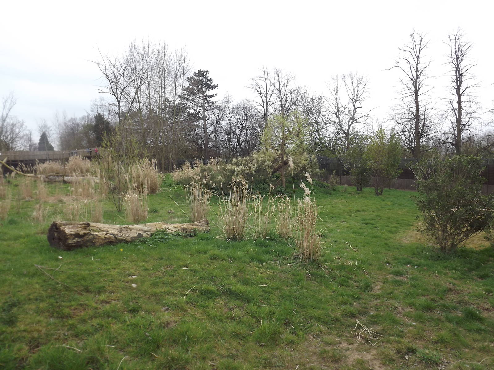 Cheetah exhibit at Chester Zoo 31/03/12