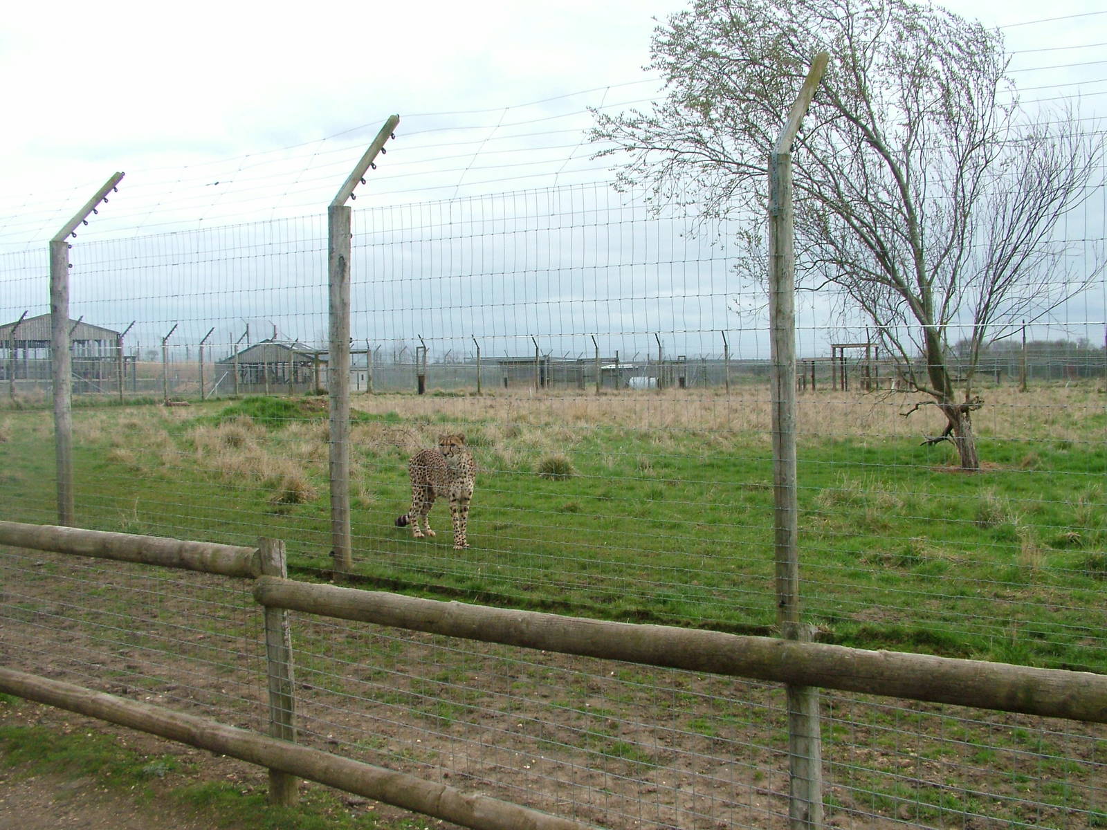 Cheetah exhibit at Hamerton 05/04/10