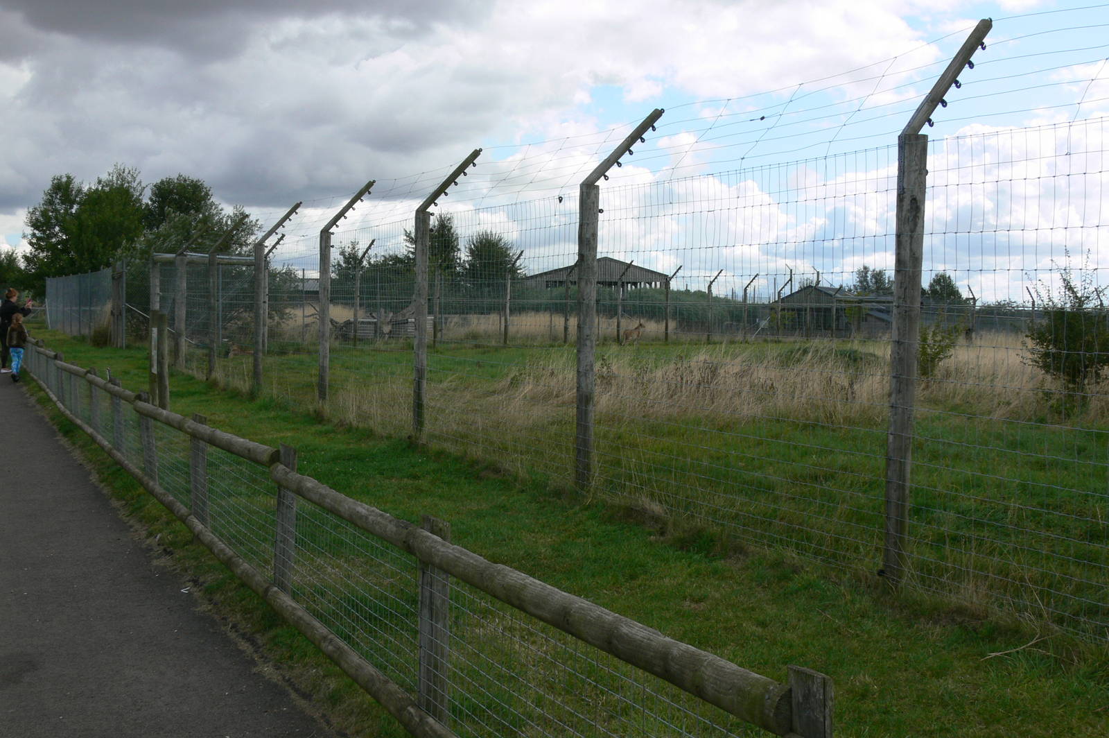 Cheetah Exhibit at Hamerton Zoo, 23/08/14