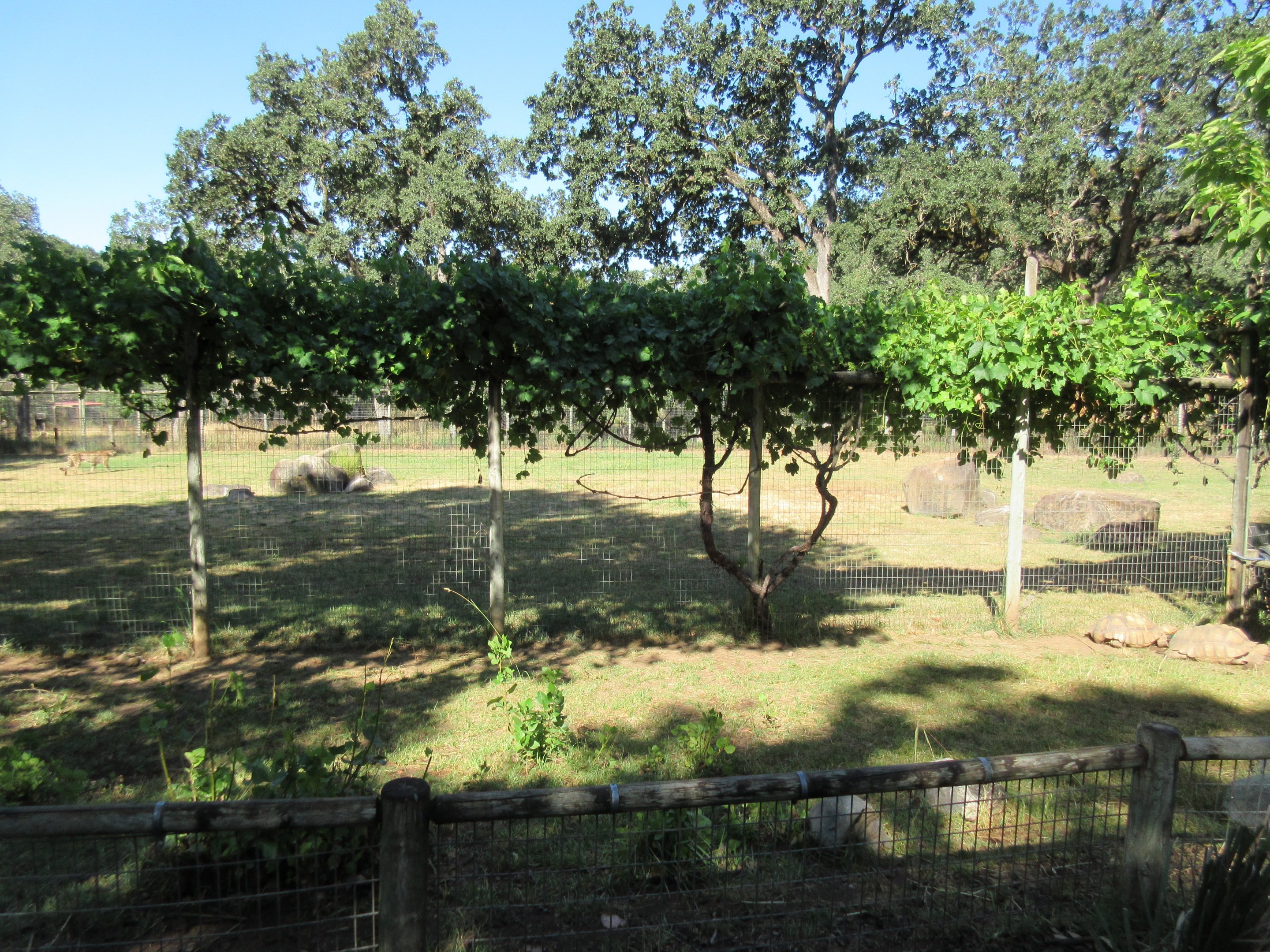 Cheetah Exhibit (background) + African Spurred Tortoise Exhibit (foreground)