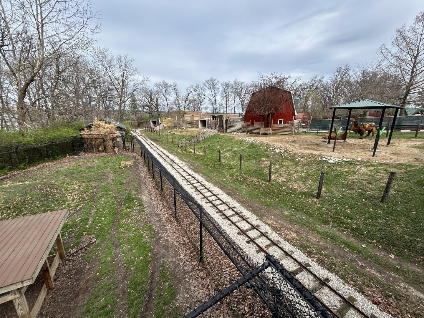 Cheetah Exhibit + Bactrian Camel Exhibit