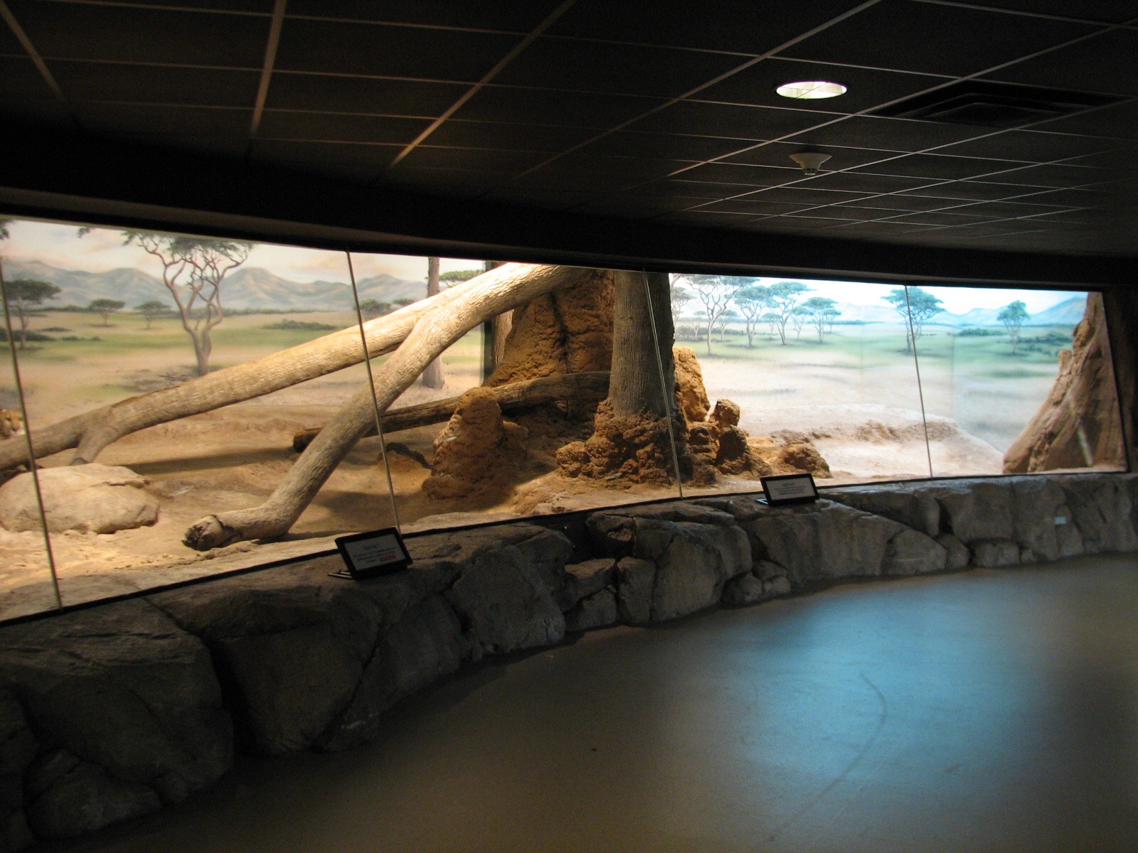 Cheetah Exhibit - Bedroom