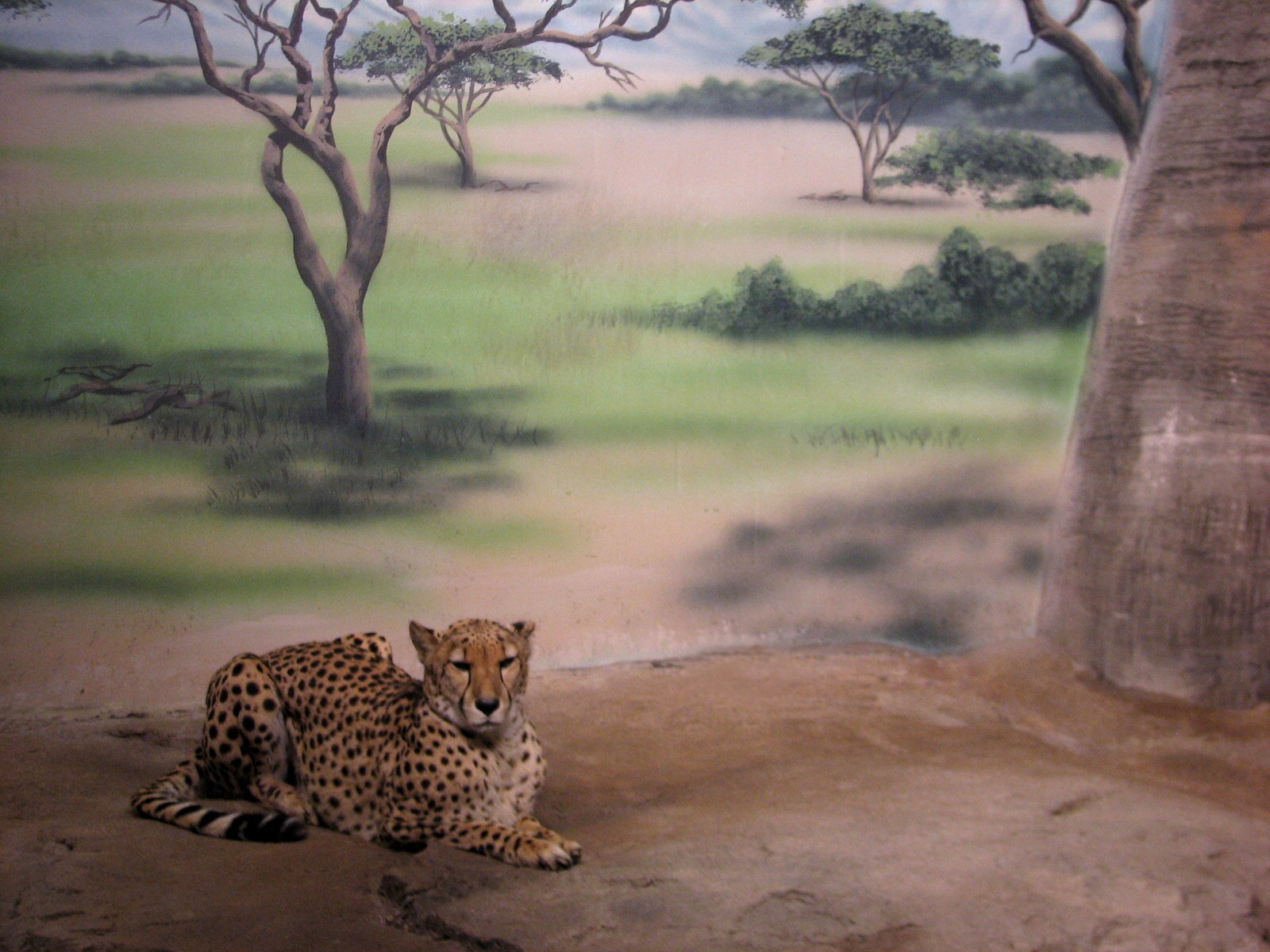 Cheetah Exhibit - Bedroom