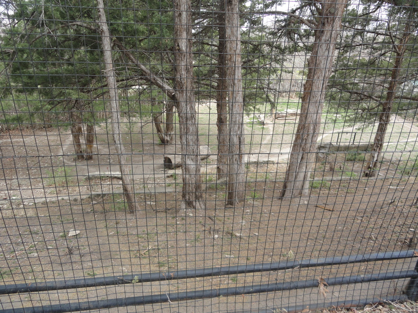 Cheetah Exhibit from Upper Viewing