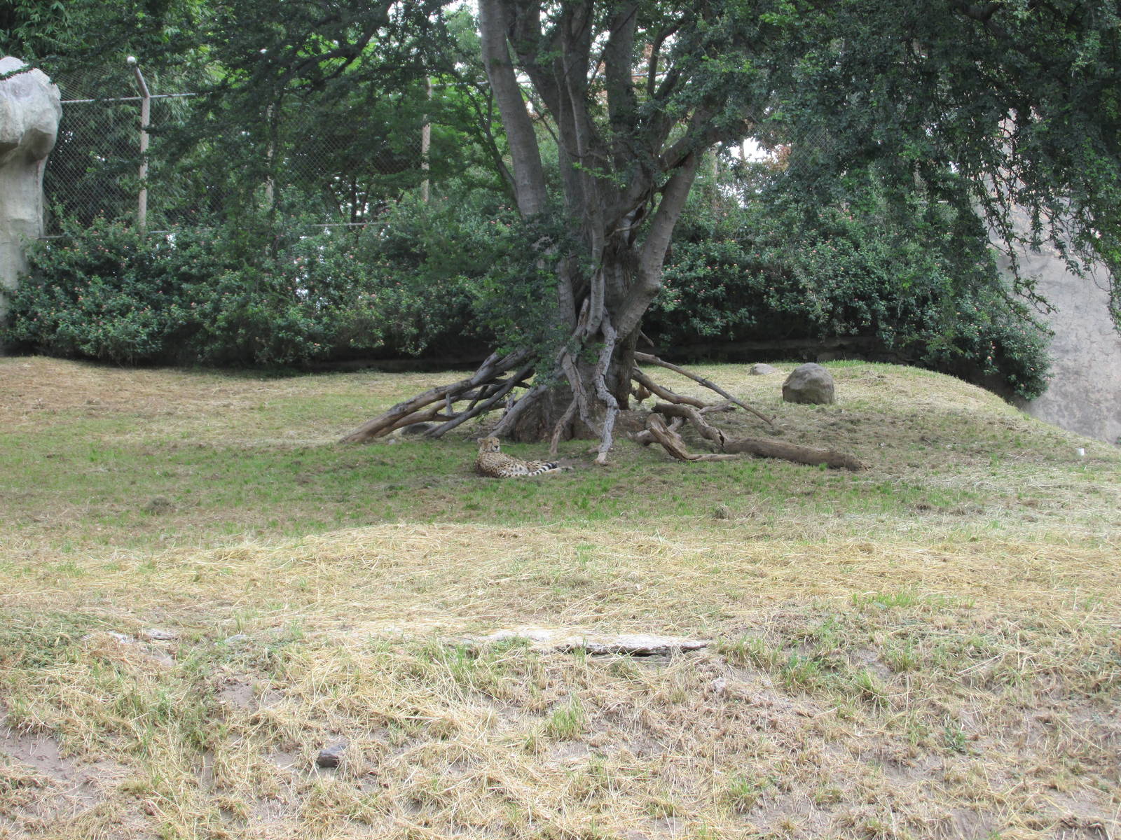 cheetah exhibit guadalajara zoo