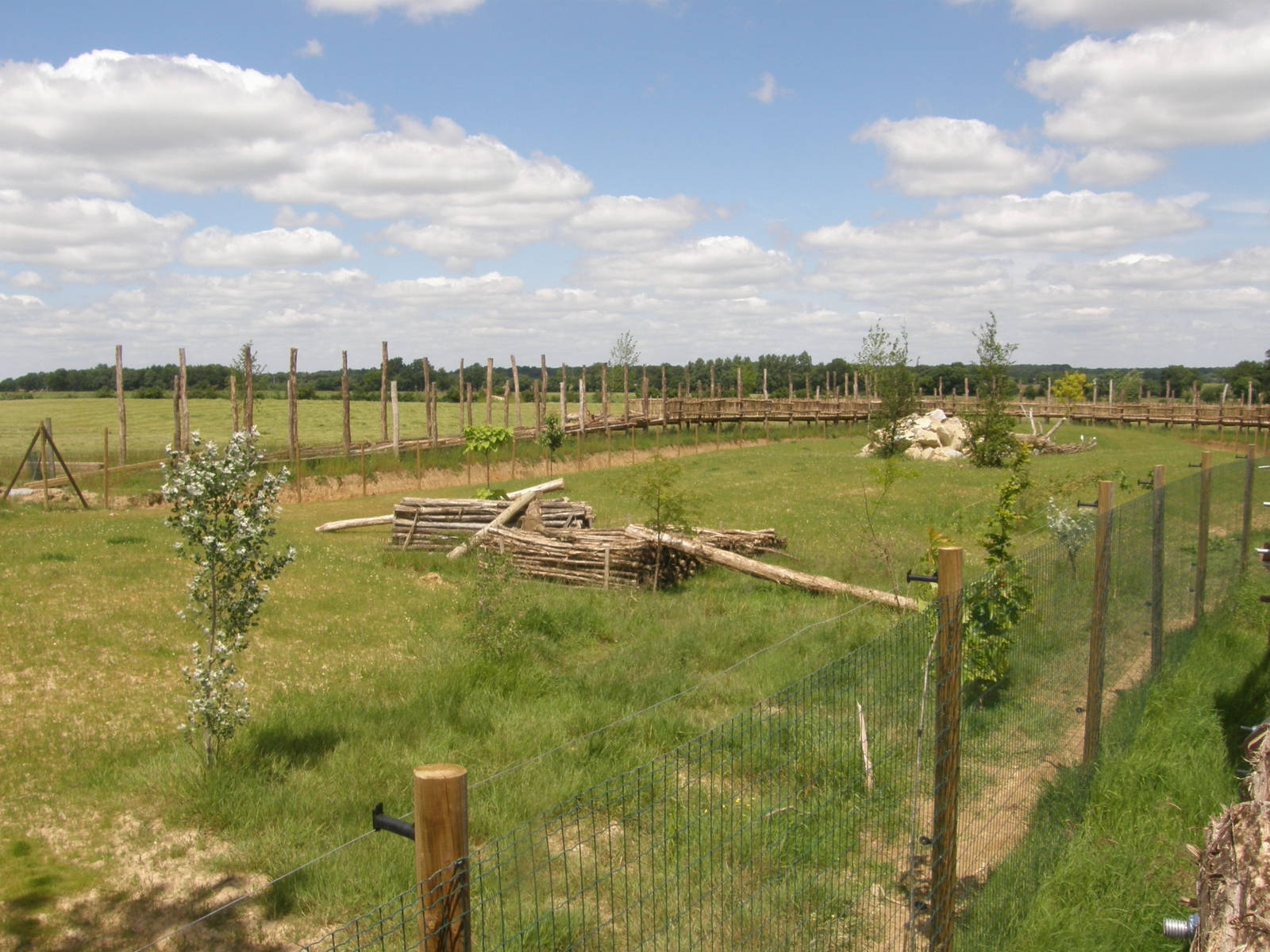 Cheetah exhibit in the African Savannah complexe