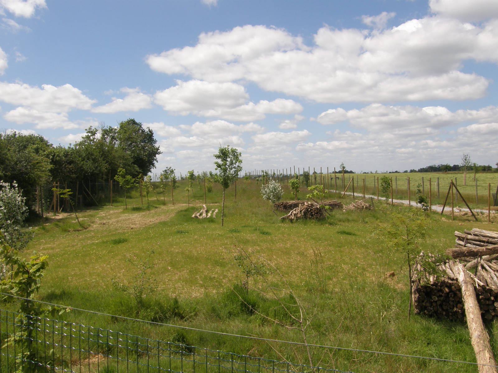 Cheetah exhibit in the African Savannah complexe