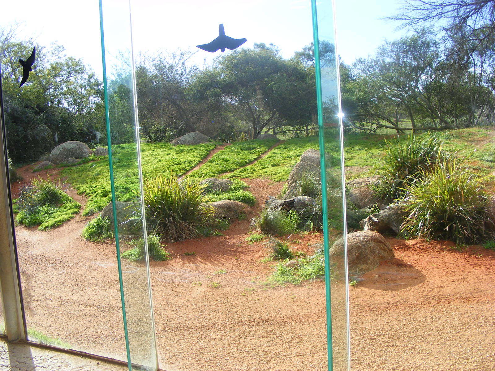 Cheetah Exhibit - July, 2009