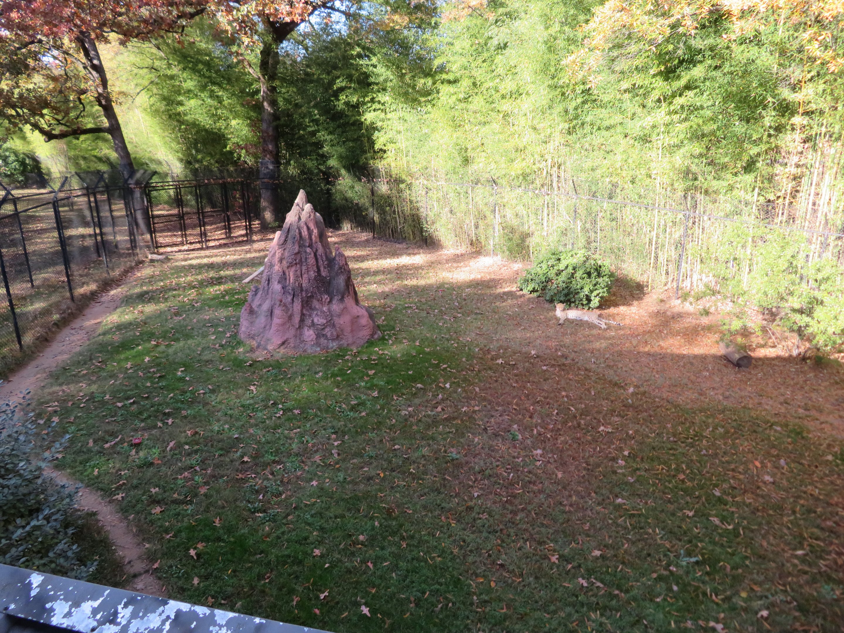 Cheetah Exhibit - Left Side