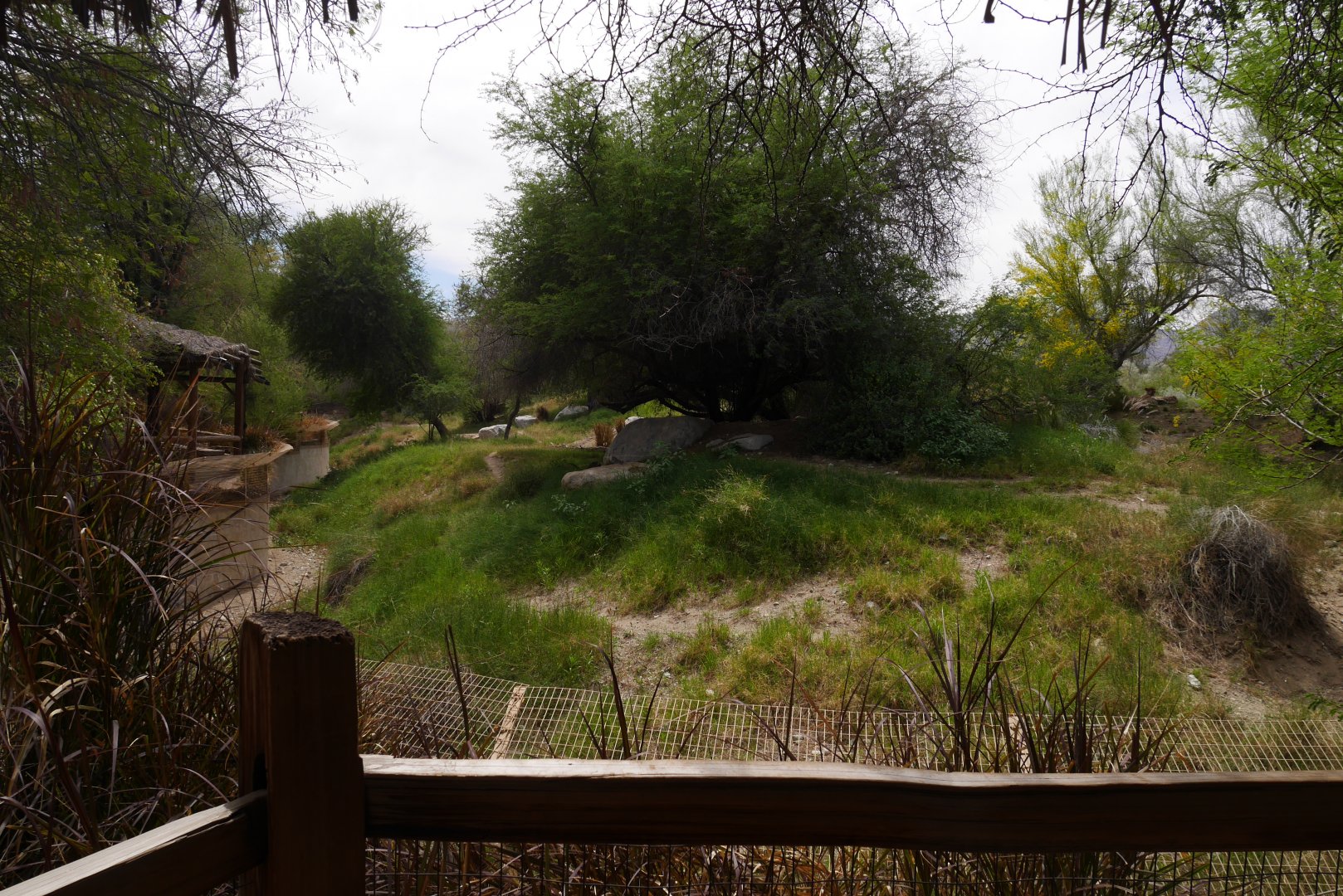 Cheetah Exhibit - My First US Zoo Trip