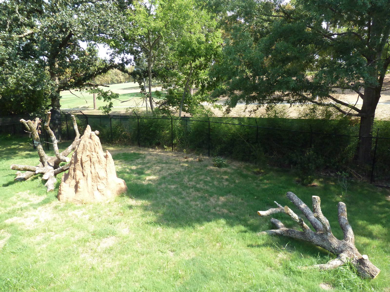 Cheetah Exhibit (New in 2012)