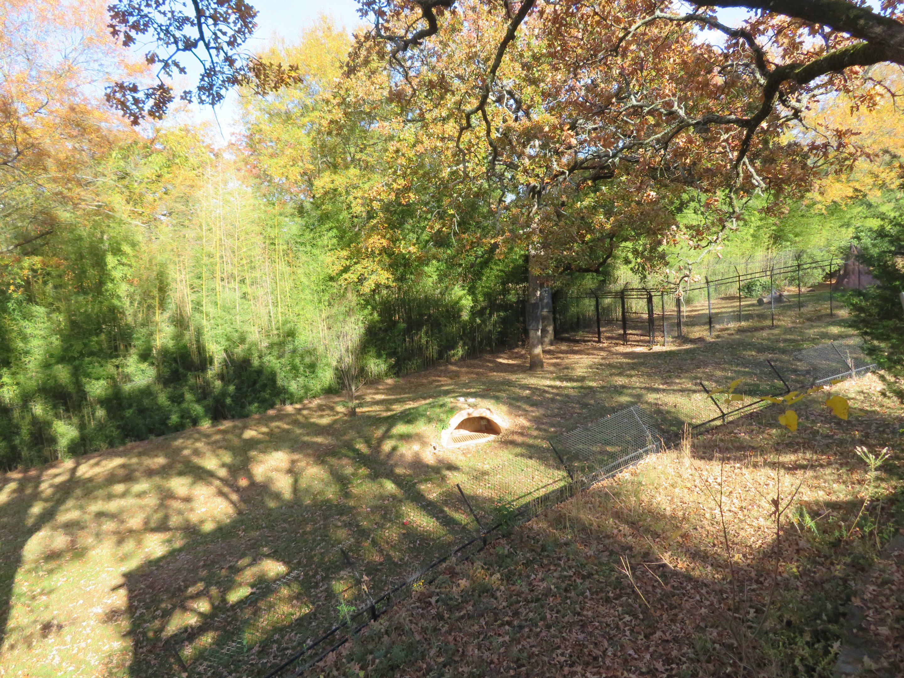Cheetah Exhibit (Right Side)