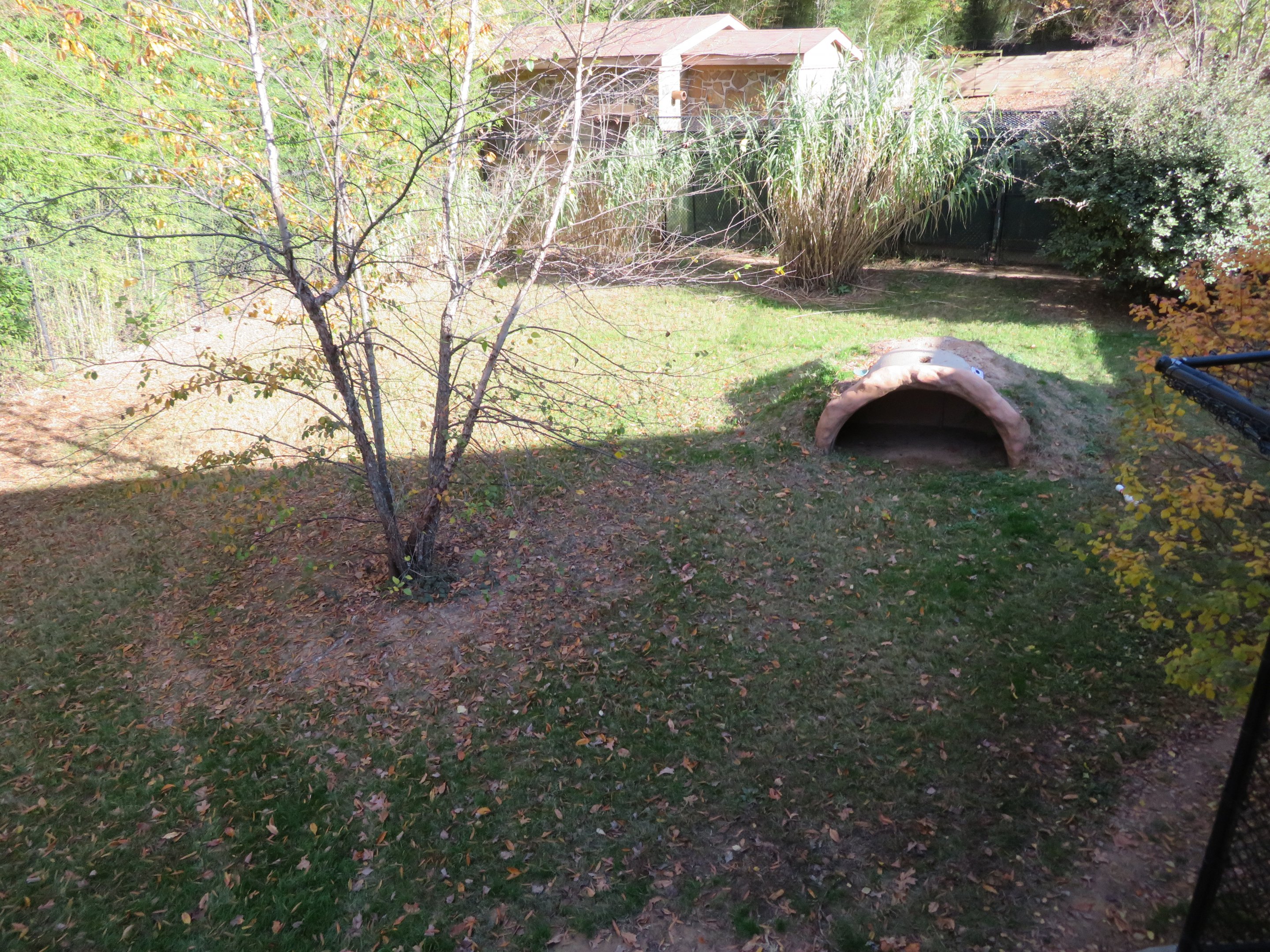 Cheetah Exhibit - Right Side