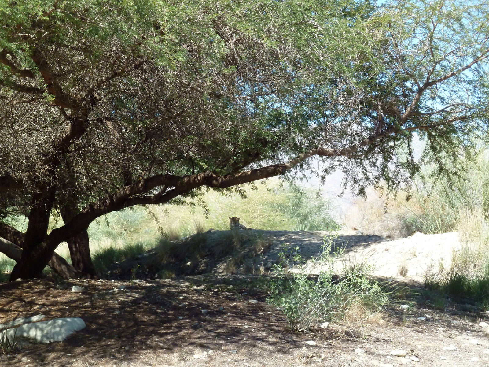 Cheetah Exhibit - See A Cheetah?