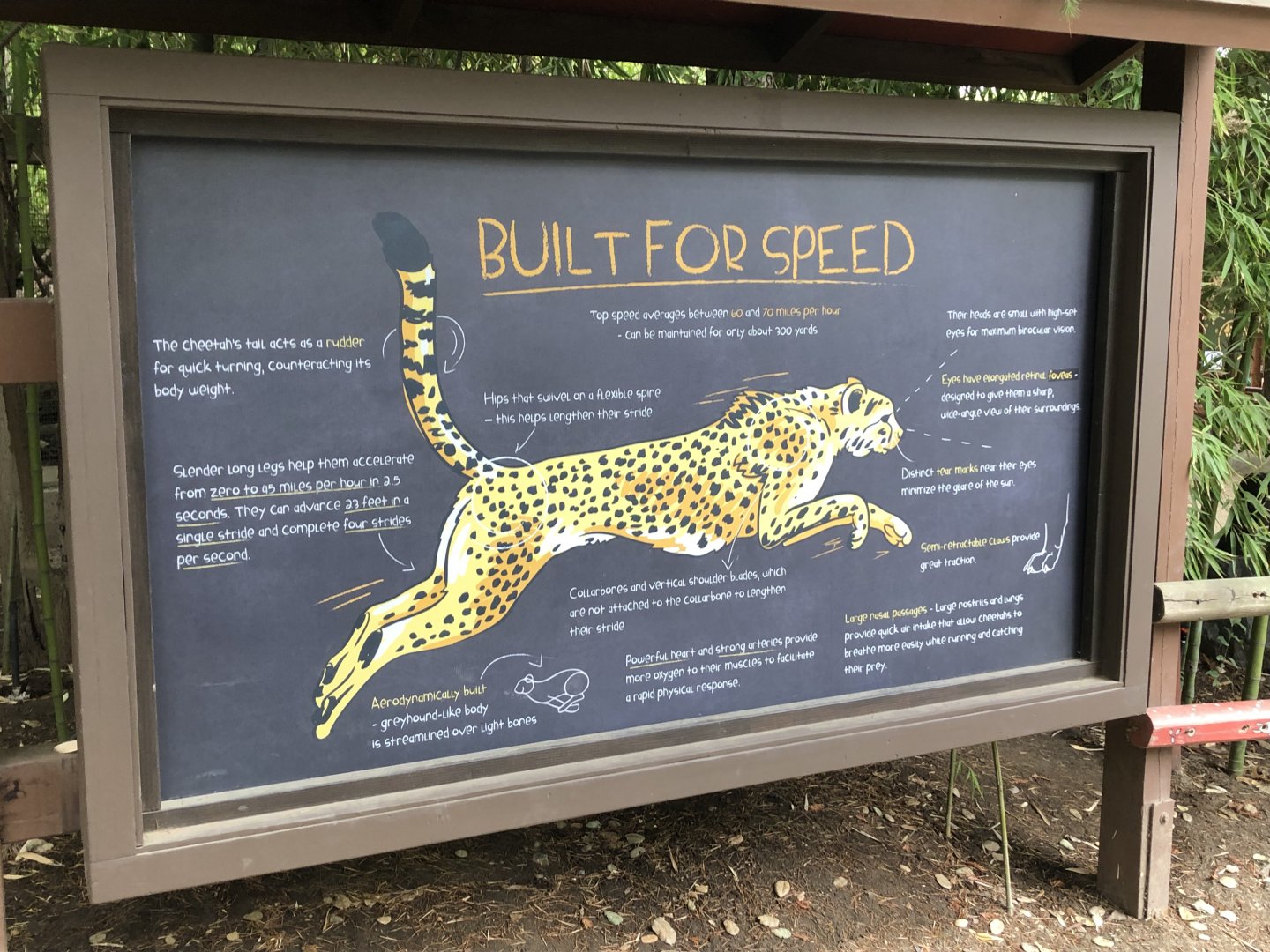 Cheetah exhibit signage