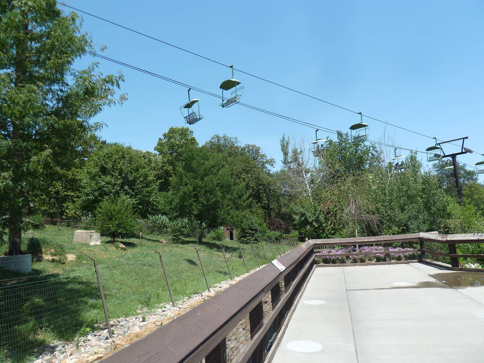 Cheetah Exhibit + Skyfari Ride