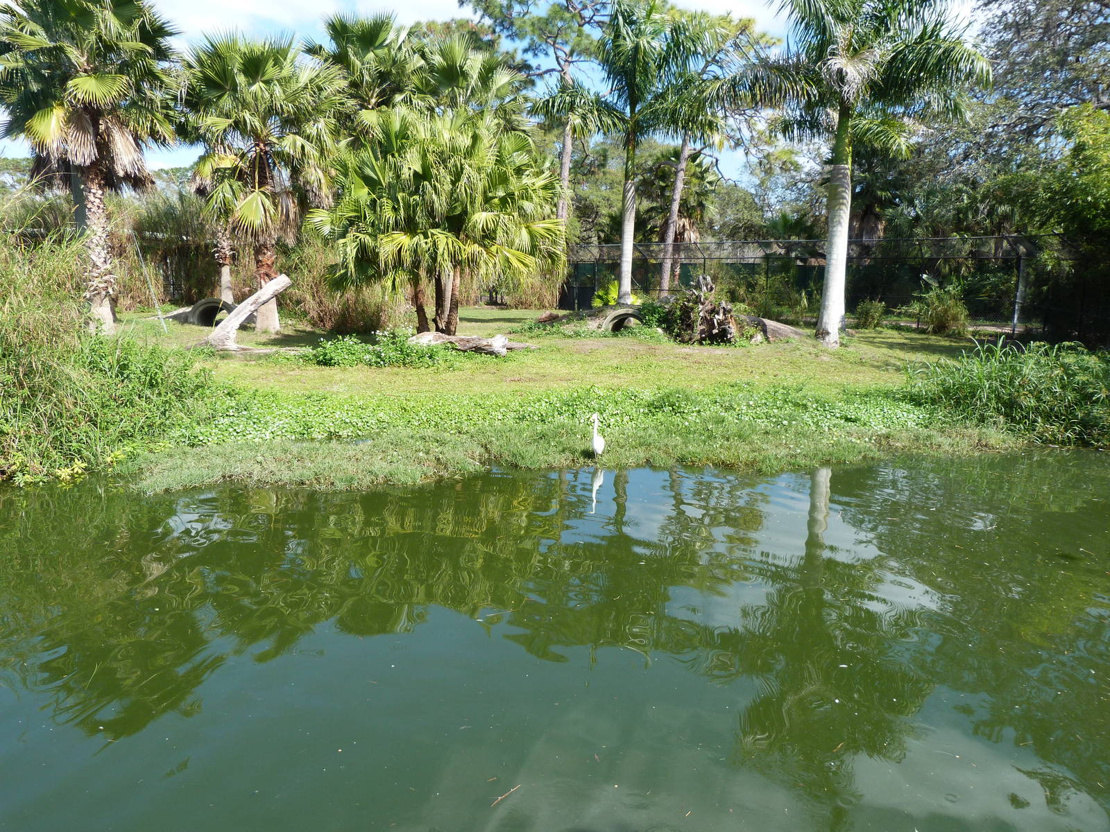 Cheetah Exhibit - Spot the Bird