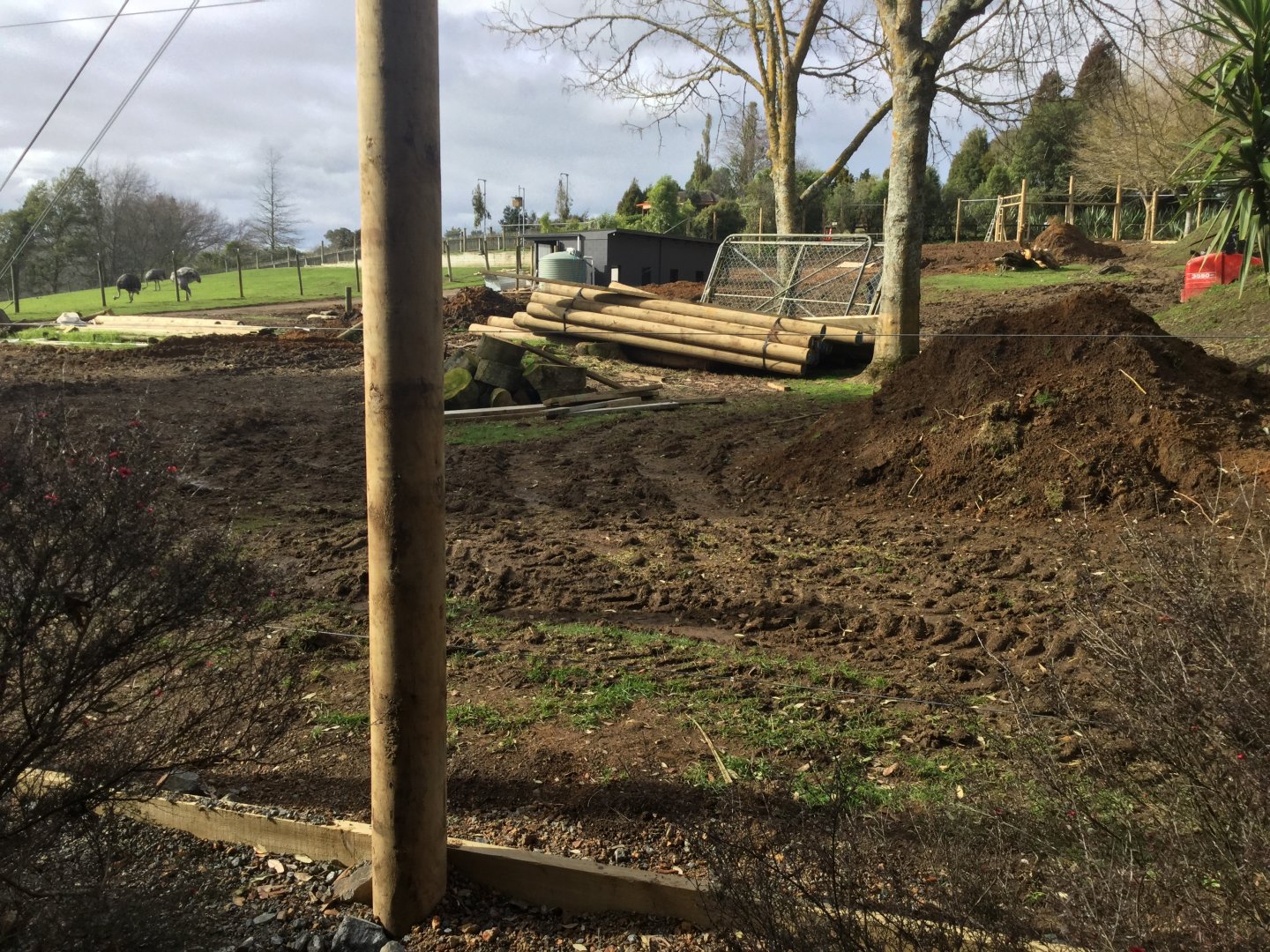 Cheetah Exhibit (Under Construction)
