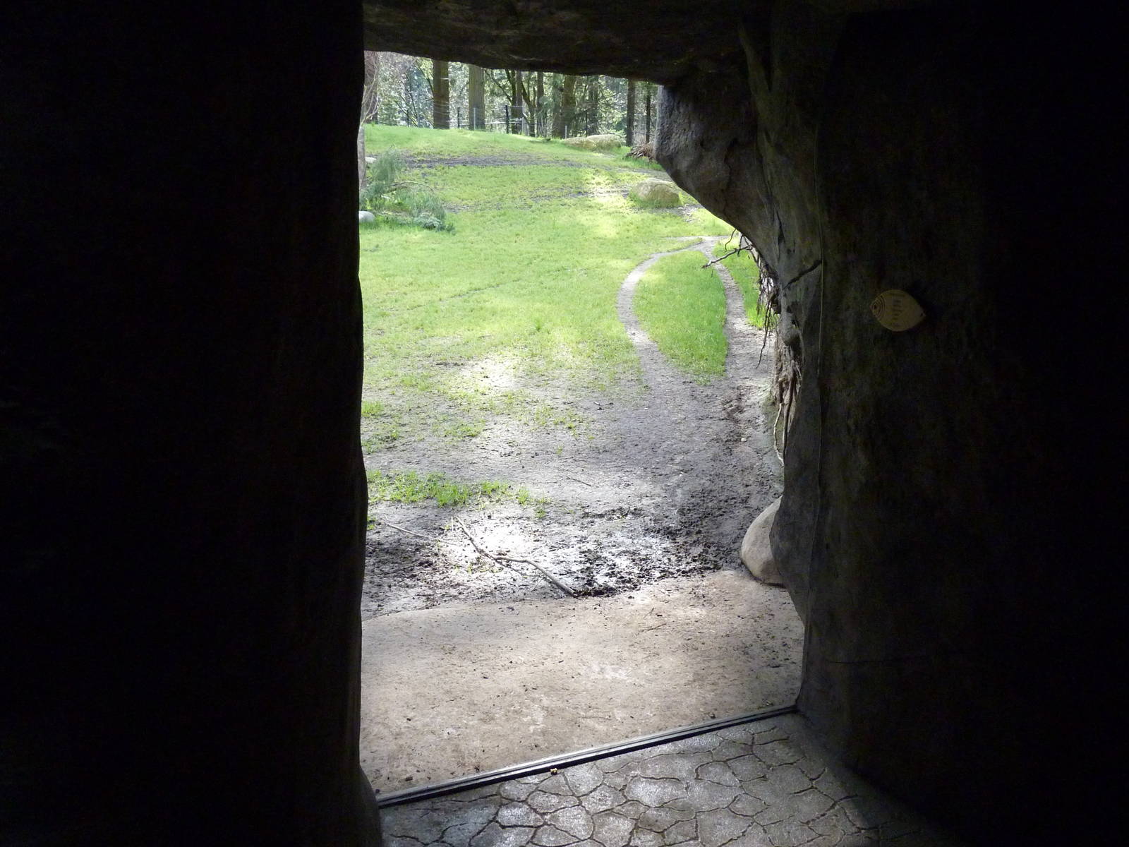 Cheetah Exhibit - Viewing Window