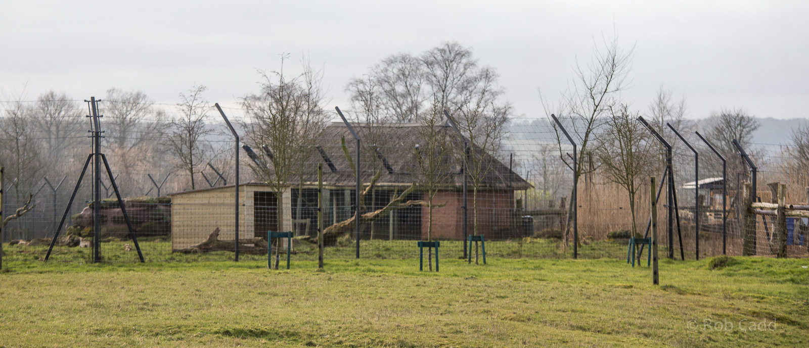 Cheetah (exhibit) : Whipsnade : 25 Jan 2015