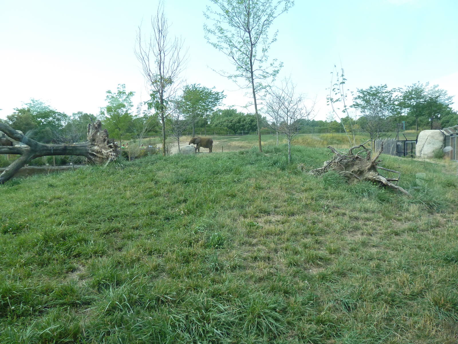 Cheetah Exhibit (with elephant in background)