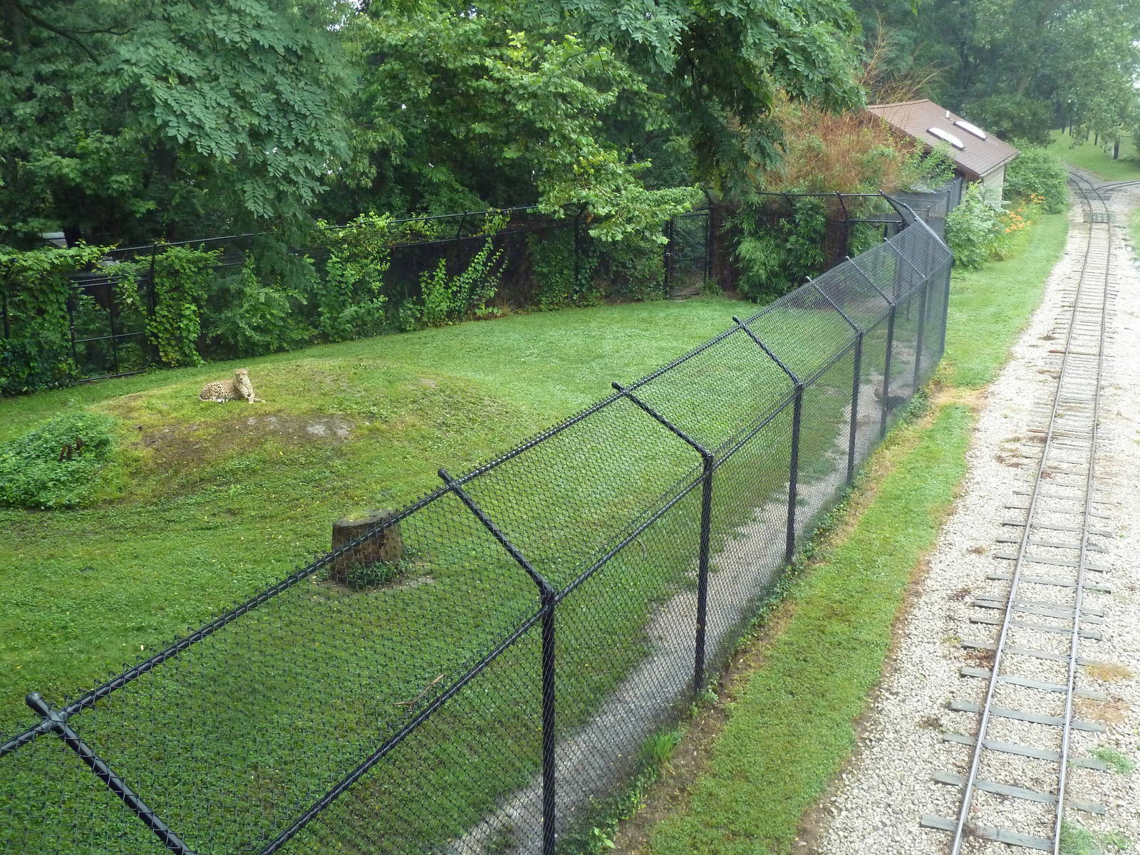 Cheetah Exhibit + Zoo Train Tracks