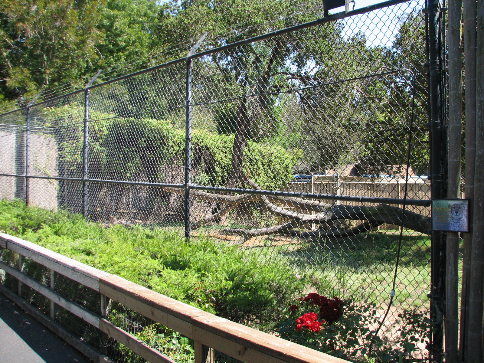 Cheetah Exhibit