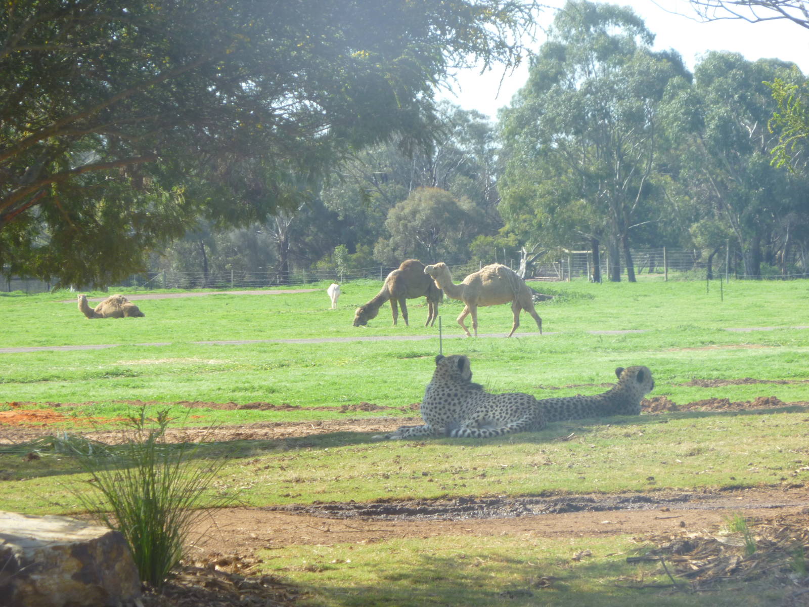 Cheetah Exhibit